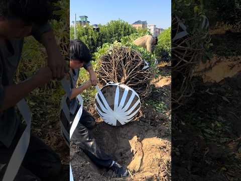 Beautiful Packing Getting Boxwood  Tree Ready #plants #beauty #amazingfacts