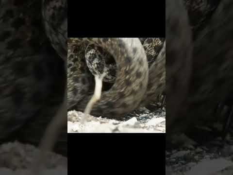 Iguana Vs Snakes - An Amazing Escape