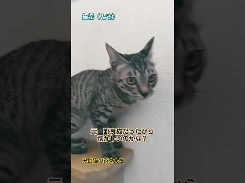 お外の世界が気になる子猫　#子猫#cutecat #funny#猫のいる暮らし