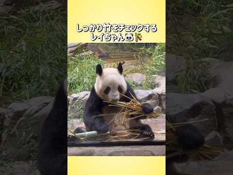 【しっかり竹をチェックするレイちゃん🐼🎋】〜上野動物園〜