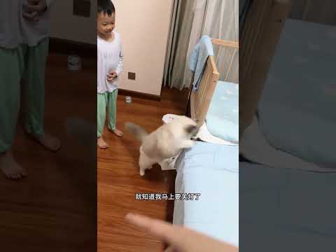 养在人类幼崽家的猫学会了一身带娃的本领… #萌娃和萌宠