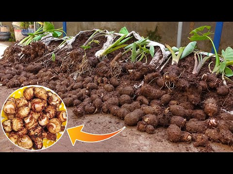 Tips growing taro in old sacks for beginner | unexpectedly, the tubers are too big and many