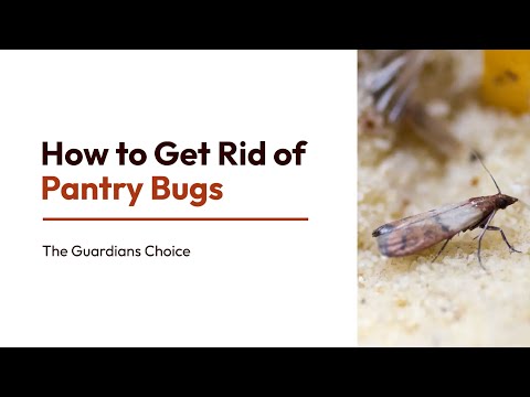 Most Effective Ways to Get Rid of Pantry Pests for Good | The Guardian's Choice