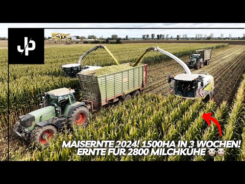 1500ha Mais in 3 Wochen! 🌽 Ernte für 2800 Milchkühe || JP Agrar