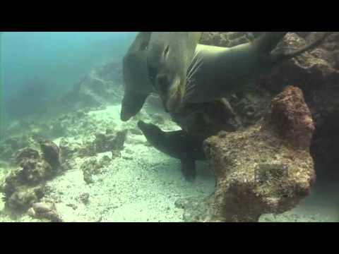 Pelagic Productions Sea Lions underwater - Gardner Island, Galapagos Islands