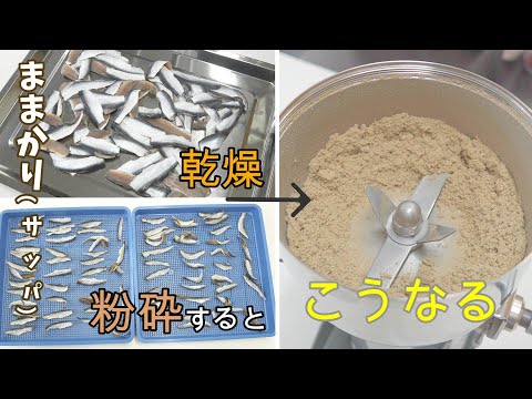 ままかりを粉砕！食品乾燥機と卓上粉砕機でままかりパウダー加工テスト