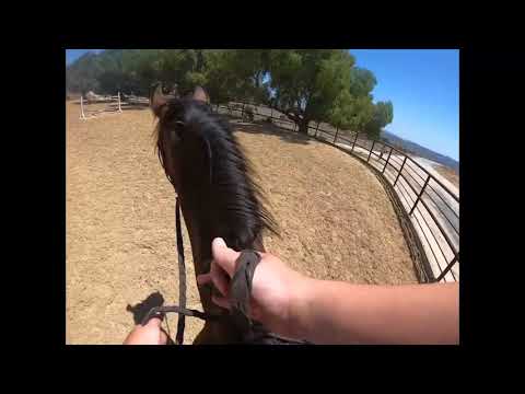 Come with me horseback riding (something went wrong watch till end) ||adorbxdoggy