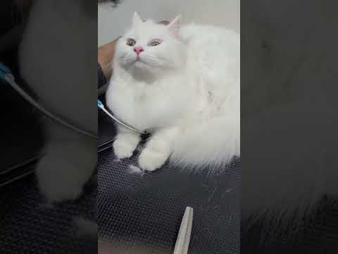 Persian cat haircut styles 😺🐾😻 #cat #cats #catlover #catvideos #catshorts #catsofinstagram #shorts😻