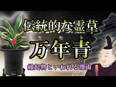 【霊草】江戸から伝わる伝統的な観葉植物｜お祝いの贈り物にはオモトが一番！【開運植物】