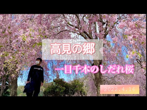 奈良県東吉野【高見の郷】千本のしだれ桜🌸