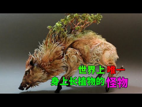 世界上唯一身上长有植物的怪物，直接在身上种菜和养动物！#动物世界 #自然传奇 #大自然 #動物 #動物故事 #野生動物 #動物反殺 #万物有光