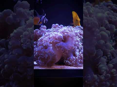 Feeding our massive bubble coral in the Waterbox Aquarium #aquarium #fishtank #waterboxaquariums