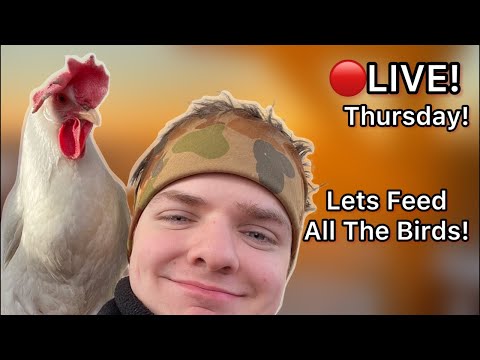 🔴🤠Joseph's is live with his flock!🐔🔴