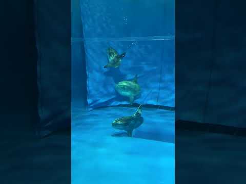 マンボウ / Sunfish (Shorts) - アクアワールド茨城県大洗水族館 / Aqua World Ibaraki Prefecture Oarai Aquarium (2024/9/28)