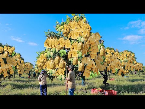 Mango Growing and Harvesting in My Village to Packaging Mango into Mango Factory