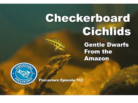 Checkerboard Cichlids  Fincasters Episode 162