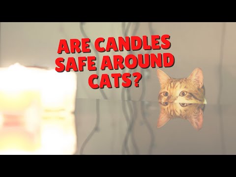 Are Candles Safe Around Cats? | Two Crazy Cat Ladies