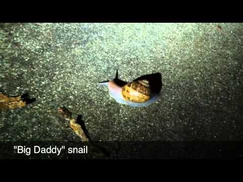 Tribute to Snails