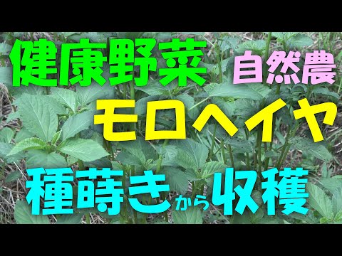 【モロヘイヤ】健康野菜 自然農 モロヘイヤ