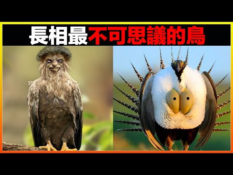 史上最令人毛骨悚然的鳥，居然像吸血鬼一樣吸食其他動物的血！？20種你很難相信真實存在的鳥，每一個都讓人大開眼界｜#世界之最top #世界之最 #冷知識 #腦洞大開 #top10  #地球之最 #排名