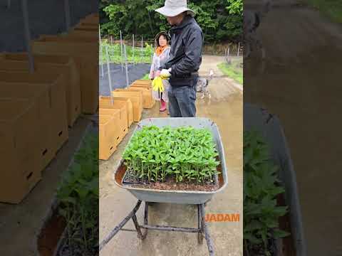 2024 Transplanting Seedlings (모종심기)