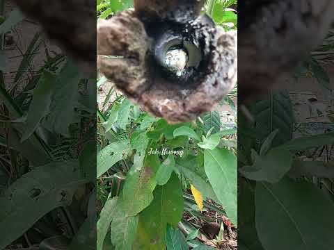 Baby bird inside a Bamboo #jala #viral #comment #youtubeshorts #shortvideo