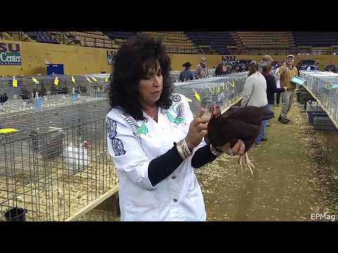 ABA Judge Jackie Koedatich On Picking Champion And Reserve Of Class (HD720p)