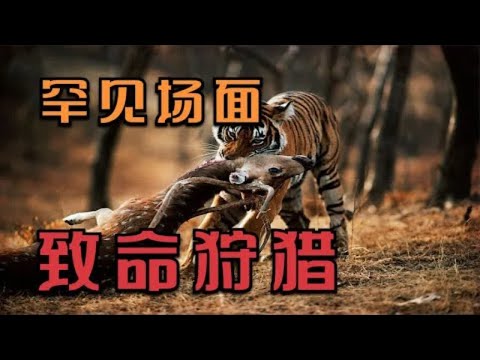 罕见的多种动物的致命狩猎场面，如老虎，猎豹，蛇鹫，鳄鱼等。| 动物世界