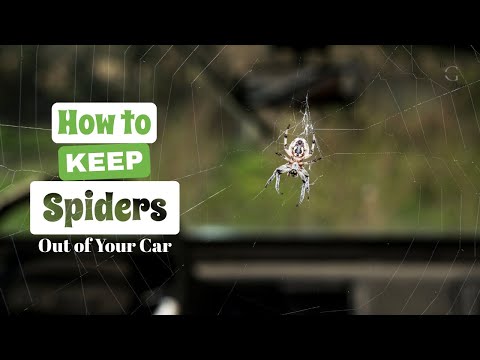 3 Ways to Keep Spiders Out of Your Car | The Guardians Choice