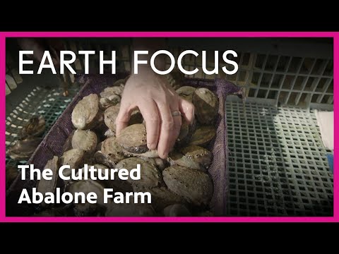 How The Cultured Abalone Farm Could Be Key to Conservation | Earth Focus | PBS SoCal