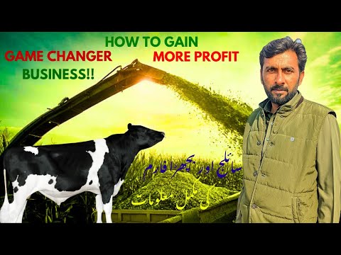 How To Start Bachra Farm | سائلج بنانے کا طریقہ | DAAD'S AGRI FARM