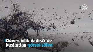 Güvercinlik Vadisi'nde kuşlardan görsel şölen