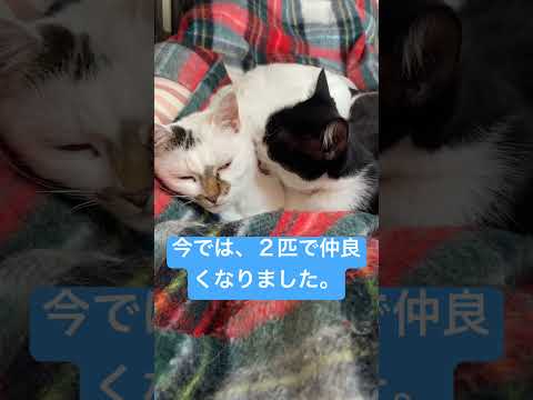 仲のいい２匹と最近のニュース。 #高評価 #cat #にゃん #ねこ #ねこ動画 #ショート #ねこねこ #ネコ動画 #にゃー