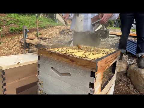 How to split your hive �