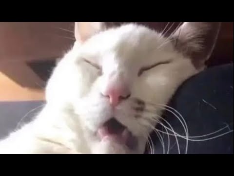 BEST FUNNY MEMES WITH CATS COMPILATION 7