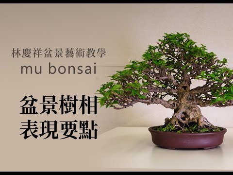 概念篇∣夏∣盆景樹相表現要點 ◤林慶祥盆景藝術教學◢ Bonsai in Taiwan