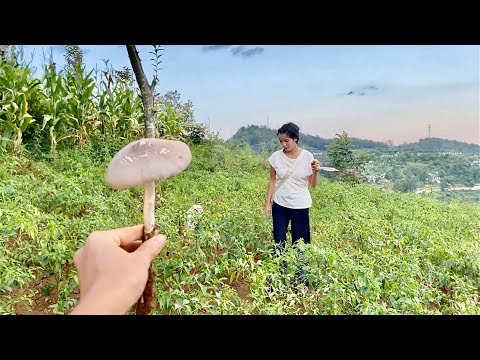 老婆钟爱鸡纵菌，天天上山找，终于找到一窝了