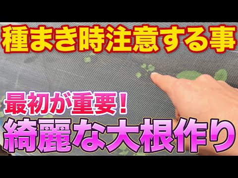 【そうだったのか】真っ直ぐで綺麗な大根を作るために意識する種まき