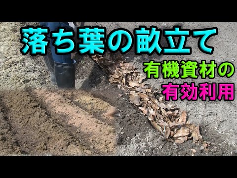 【畝立て】落ち葉で畝立て