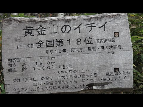 【えりすいしかり】秋の黄金山