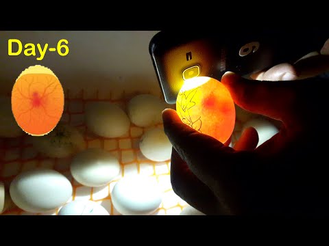 Egg Incubator Day-6 | Candling Chicken Eggs | Hatchery Machine