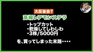 【モンステラ】希少なスケルトン？を3株、乾燥してシワシワのトップカットを5,000円で購入してしまった愚か者の末路・・・透明園芸タグづくり