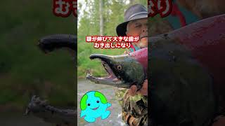 ゾンビ化するサケ #shorts #生物  #動物