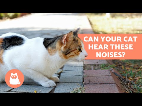 6 SOUNDS That ONLY CATS CAN HEAR (but HUMANS CAN'T) 🐱💥