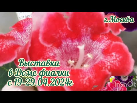 Выставка ФИАЛОК с 19 по 29 апреля 2024. в Доме Фиалки #выставкафиалок #домфиалки #galinapodleskikh