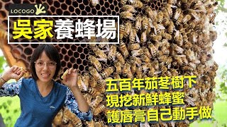 親子體驗l吳家養蜂場🐝  認識蜜蜂  品嘗最純正的蜂蜜 蜂蜜吃到飽飽飽🐝💫