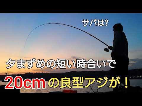 でかいサバが釣れてる情報を頼りに釣りに行ったら、夕まずめの短い時合いで20cm越えのでかアジが！サバは?