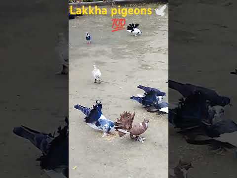 #pigeon #trending #viral#pigeon #short #video 🕊💕💯👈