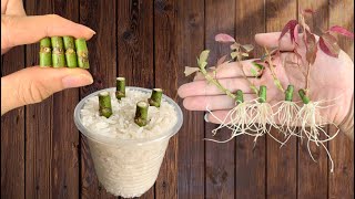 Just Rice! Roses unexpectedly grow 500% roots in just 1 night and bloom continuously