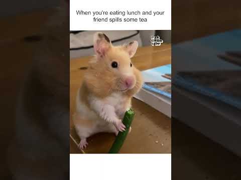 Hamster Makes Dramatic Face While Eating Green Bean